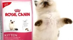 Kočičí feline hodnocení